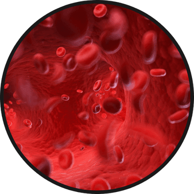 Passo 2 do tratamento com Erettus