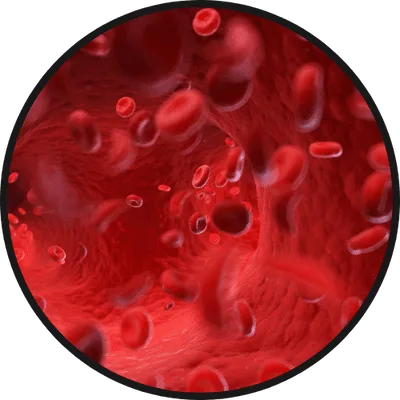 Passo 2 da suplementação com Erettus